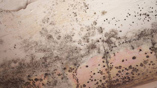 Why You Should Choose Our Mold Remediation Services in Black Diamond, WA